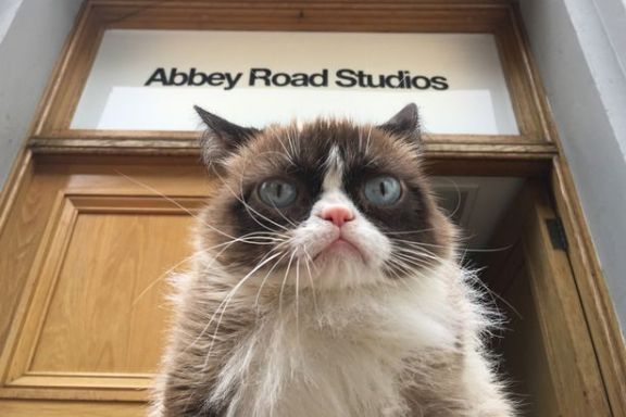 London News - Grumpy Cat - Abbey Road Studios